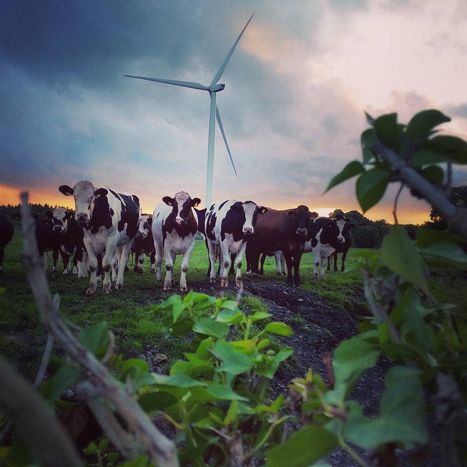 cows at windturbine by Shauna Browne